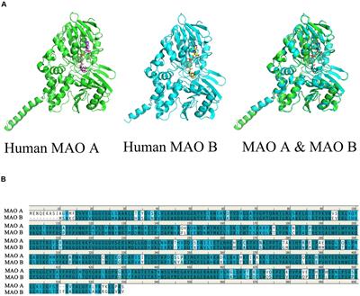 Early Life Stress Induced DNA Methylation of Monoamine Oxidases Leads to Depressive-Like Behavior